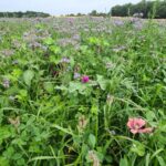 Biodiversitätsmischungen