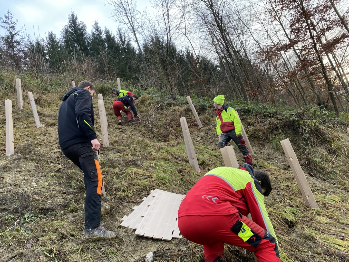 Aufforstung der 2. und 3. Jahrgänge der LFS Gießhübl