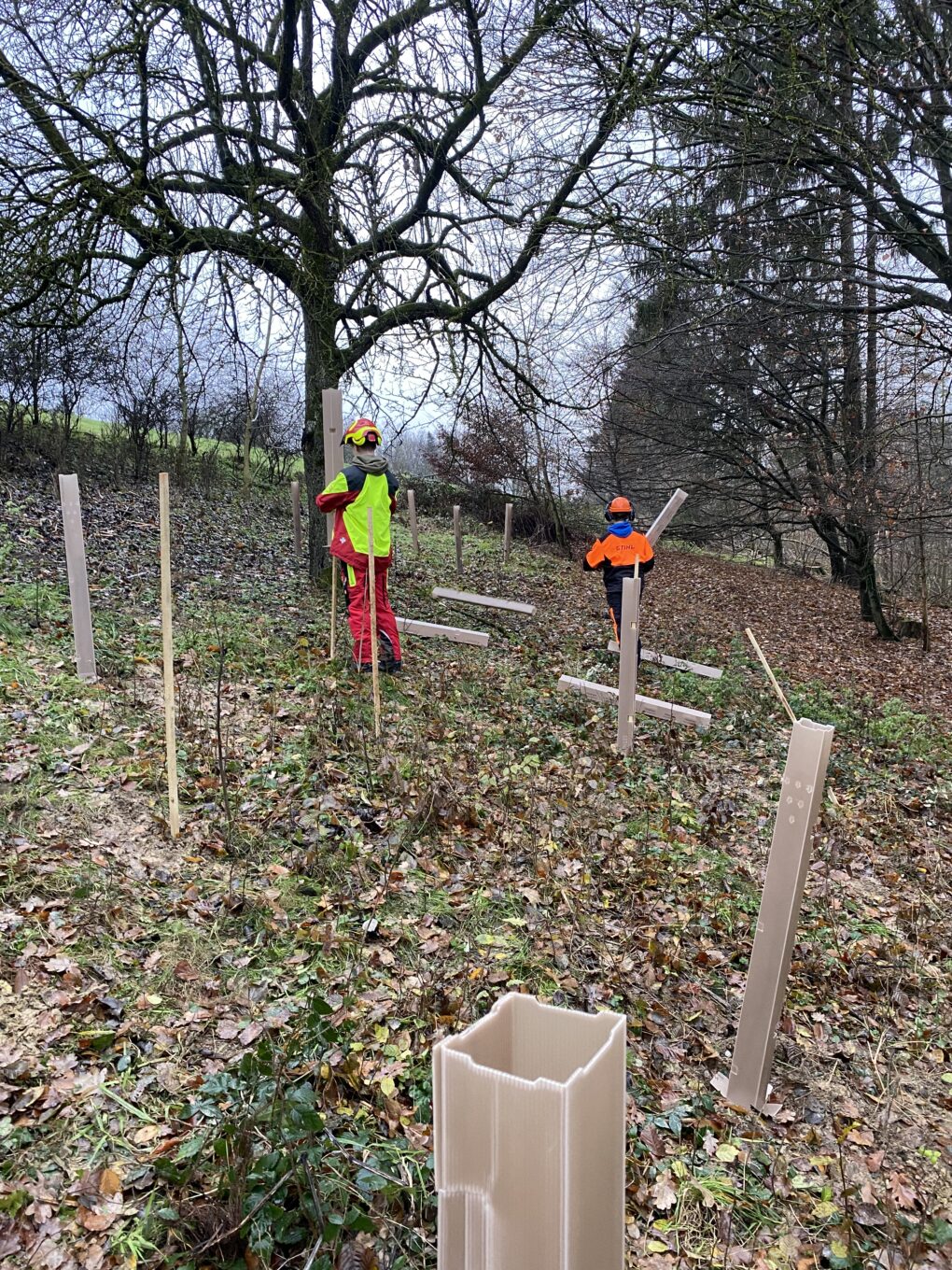 Aufforstung der 2. und 3. Jahrgänge der LFS Gießhübl