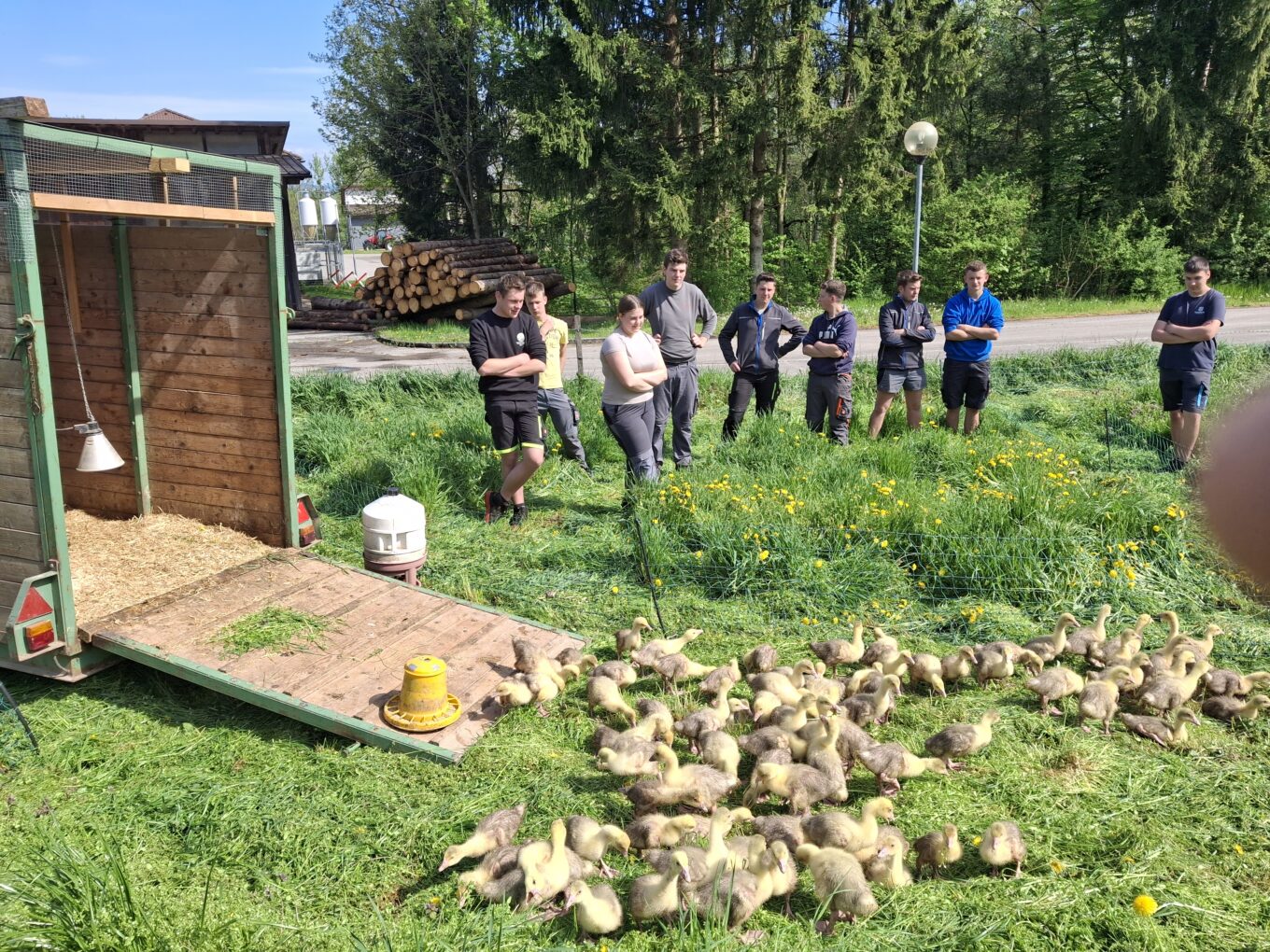 Mostviertler Weidegänse aus Gießhübl Mostviertler Weidegänse aus Gießhübl