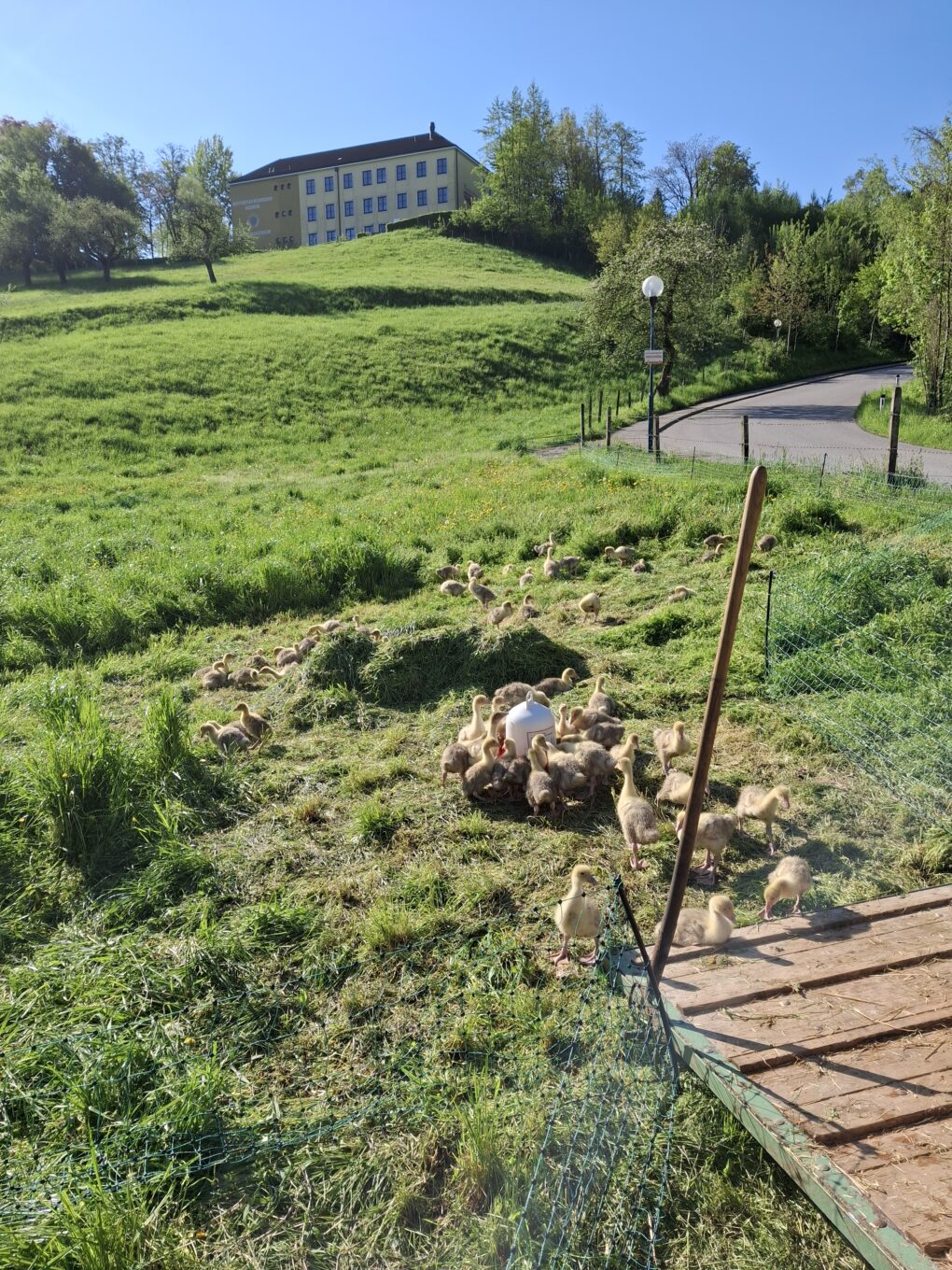 Mostviertler Weidegänse aus Gießhübl Mostviertler Weidegänse aus Gießhübl