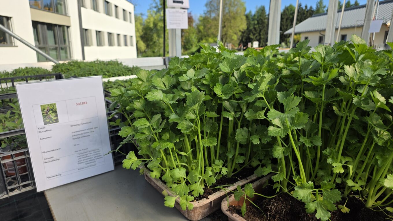 Danke für Ihren Einkauf beim Pflanzen-Raritätenmarkt Danke für Ihren Einkauf beim Pflanzen-Raritätenmarkt